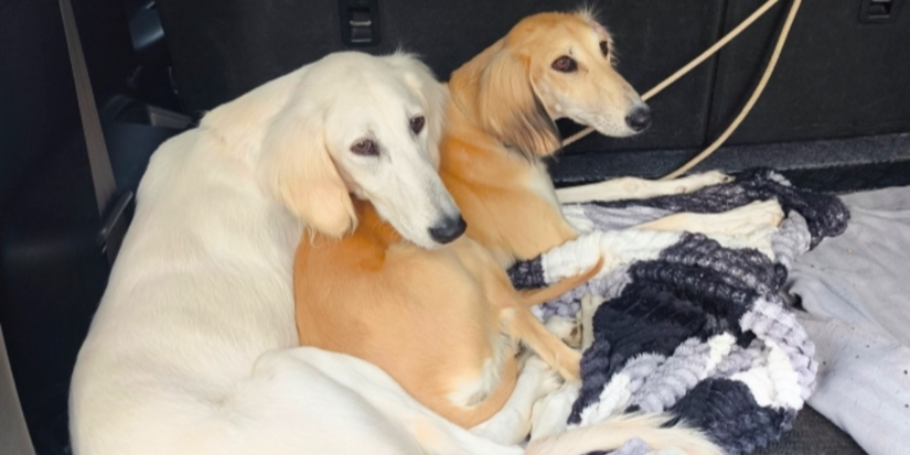 Более 20 собак и кошек отправились за рубеж из Псковской области - 2026-03-30 16:35:00 - 1