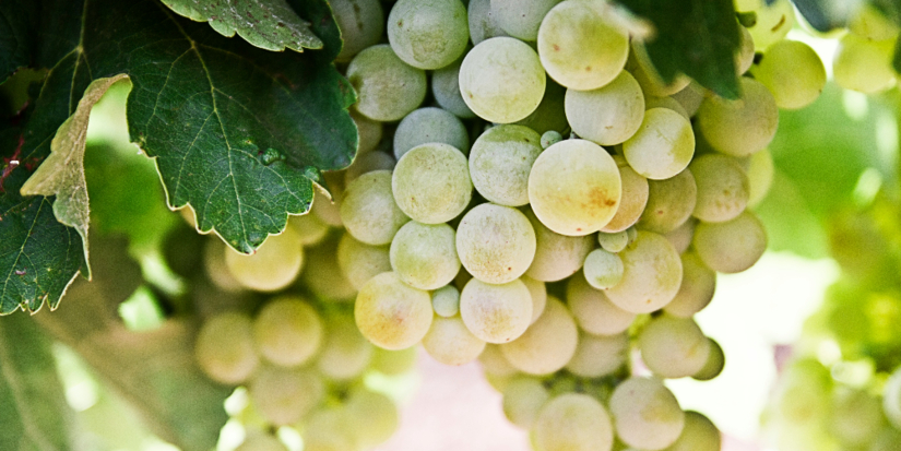 Виноградарство в России достигло рекордного урожая в 2025 году - 2026-04-05 13:05:00 - 1
