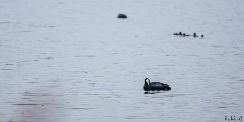 На одном из водоёмов на выезде из Великих Лук заметили лысух и большую поганку - 2026-04-05 17:05:00 - 1