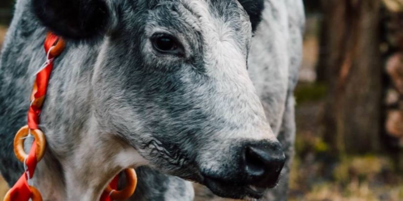 Ферма голубой коровы стала победителем премии «Маршрут построен» - 2026-04-23 14:35:00 - 1