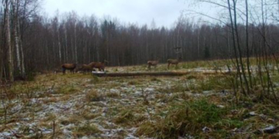 В Псковской области начали разводить маралов - 2024-12-11 15:35:00 - 1