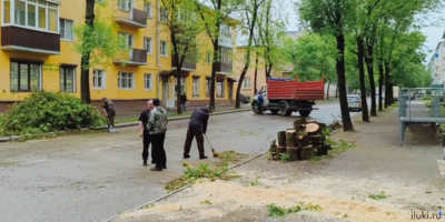 На Ставского в Великих Луках дерево оборвало провода - 2025-05-28 11:15:00 - 1