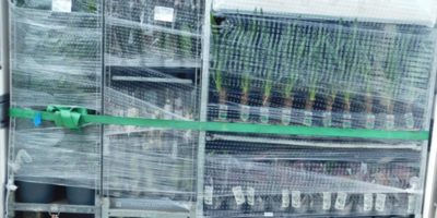 В Псковской области задержана партия заражённых горшечных растений - 2025-10-29 09:35:00 - 1