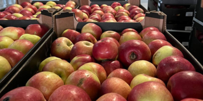 В Псковской области нашли партию зараженных молдавских яблок - 2025-11-03 10:05:00 - 1