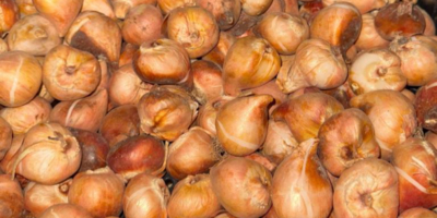 В Псковской области обнаружен карантинный вредитель в тюльпанах - 2025-10-31 17:05:00 - 1