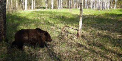 Полистовский заповедник присоединился к программе фотомониторинга CAMMON - 2025-11-06 17:05:00 - 1