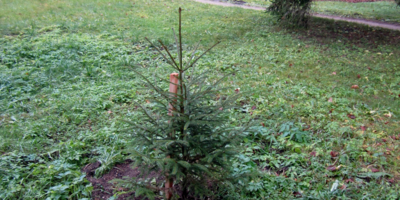 Новые деревья посадили на Еловой аллее в Михайловском заповеднике - 2025-11-18 14:35:00 - 1