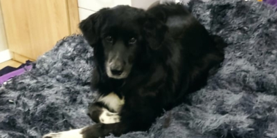 Псковича будут судить за попытку убийства собаки - 2025-12-26 14:35:00 - 1