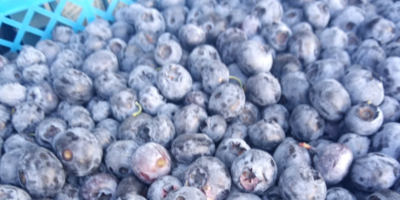 Более 3 тысяч тонн ягод ввезли в Псковскую область с начала года - 2026-01-06 18:05:00 - 1