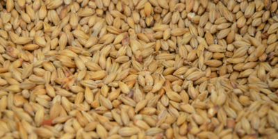 В Псковской области выявили нарушения при декларировании зерна - 2026-01-07 19:05:00 - 1