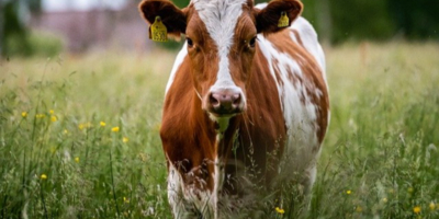 В Псковской области определены лидеры молочного производства - 2026-01-21 09:35:00 - 1