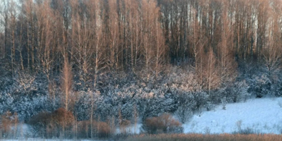 В перелесках Изборско-Мальской долины можно встретить европейскую косулю - 2026-01-25 11:05:00 - 1