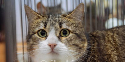 Великолукские осужденные оказали помощь зооприютам - 2026-02-10 12:35:00 - 1