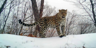 Россия и Китай запустили масштабный проект «Леопарды дружбы» - 2026-02-15 10:05:00 - 1