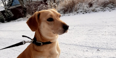 Великолукский приют для животных приглашает в гости на прогулку с собаками - 2026-02-13 15:05:00 - 1