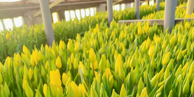 Клумбы Великих Лук украсят 20 000 тюльпанов - 2026-02-25 11:05:00 - 1