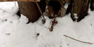 Пятнадцать капканов сняли инспекторы на территории Полистовского заповедника - 2026-03-05 11:35:00 - 1