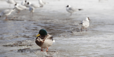 В МЧС Псковской области рассказали о погоде и ледовой разведке - 2026-03-16 12:05:00 - 1