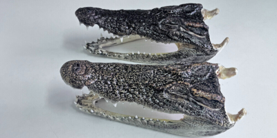 Россиянина с головами крокодилов задержали таможенники - 2026-03-28 09:05:00 - 1