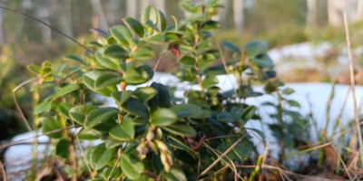 Полистовский заповедник приглашает к участию в творческих конкурсах - 2026-03-26 11:05:00 - 1