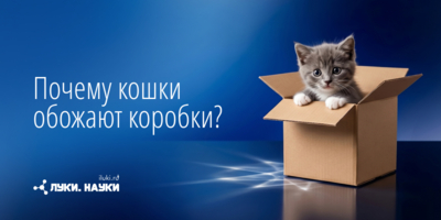 Коробки являются для хвостатых не просто игрой - 2026-10-29 17:35:00 - 1