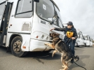 За год служебные собаки таможен СЗФО помогли выявить более тысячи правонарушений - 2024-02-14 16:35:00 - 3