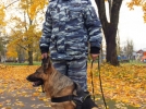 Служебная овчарка нашла потерявшегося грибника в Себежском районе - 2023-10-24 16:35:00 - 6