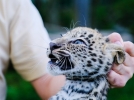 Двухмесячных котят леопарда обследовали специалисты - 2022-09-18 20:00:00 - 7