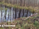 В Полистовском заповеднике пересчитали бобров - 2023-11-14 17:05:00 - 7