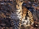 Краснокнижного дальневосточного леопарда заметили при помощи новых фотоукрытий - 2021-12-12 20:00:00 - 4