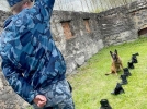 В УФСИН Псковской области выбрали лучших кинологов - 2024-05-03 16:35:00 - 6