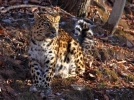 Краснокнижного дальневосточного леопарда заметили при помощи новых фотоукрытий - 2021-12-12 20:00:00 - 11