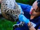 Двухмесячных котят леопарда обследовали специалисты - 2022-09-18 20:00:00 - 8