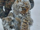 Учёные спасли котят леопарда - 2023-01-14 20:05:00 - 7