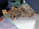Учёные спасли котят леопарда - 2023-01-14 20:05:00 - 5