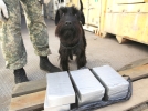 За год служебные собаки таможен СЗФО помогли выявить более тысячи правонарушений - 2024-02-14 16:35:00 - 7