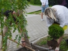 Великолукские полицейские нашли туи и ивы, украденные от здания музея - 2022-09-01 14:05:00 - 8
