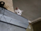 В Невельском районе полицейские спасли на пожаре местную жительницу - 2022-01-14 15:58:00 - 7