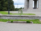 Великолукские полицейские нашли туи и ивы, украденные от здания музея - 2022-09-01 14:05:00 - 4