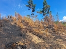В Печорском районе восстанавливают лес после пожара - 2024-06-01 12:05:00 - 6