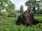 В Великих Луках убирают деревья, которые вчера рухнули на детскую площадку школы - 2021-05-19 12:02:00 - 7