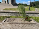 Великолукские полицейские нашли туи и ивы, украденные от здания музея - 2022-09-01 14:05:00 - 10