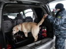 За год служебные собаки таможен СЗФО помогли выявить более тысячи правонарушений - 2024-02-14 16:35:00 - 4