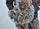Учёные спасли котят леопарда - 2023-01-14 20:05:00 - 6