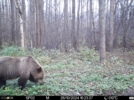 Полистовский заповедник поделился фотографиями медведей - 2024-12-05 17:05:00 - 4