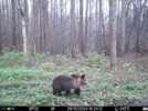 Полистовский заповедник поделился фотографиями медведей - 2024-12-05 17:05:00 - 6