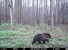 Полистовский заповедник поделился фотографиями медведей - 2024-12-05 17:05:00 - 3