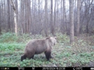 Полистовский заповедник поделился фотографиями медведей - 2024-12-05 17:05:00 - 7