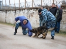 Служебные собаки продемонстрировали свои умения псковским студентам - 2024-12-11 11:05:00 - 7