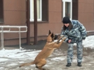 Полицейские собаки продемонстрировали великолукским студентам свои таланты - 2025-01-23 15:35:00 - 9